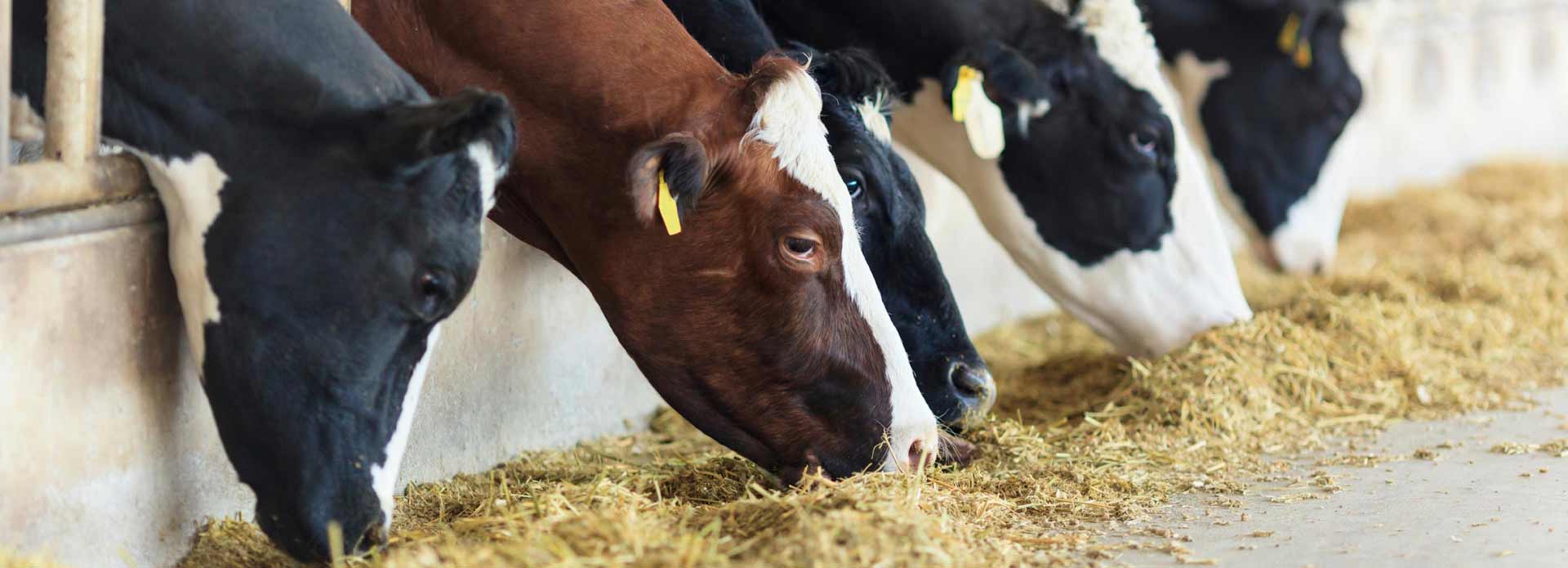 wholesale-livestock-feed-ingredients-stutsman-hills-iowa