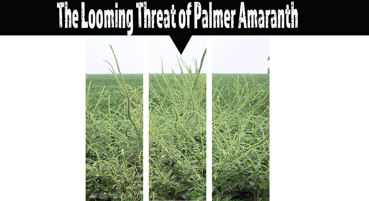 Eldon-C-Stutsman-Inc-Looming-Threat-Palmer-Amaranth-Iowa