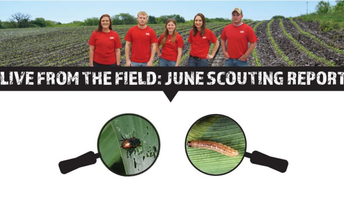 Eldon-C-Stutsman-Inc-Live-From-the-Field-June-Crop-Scouting-Report