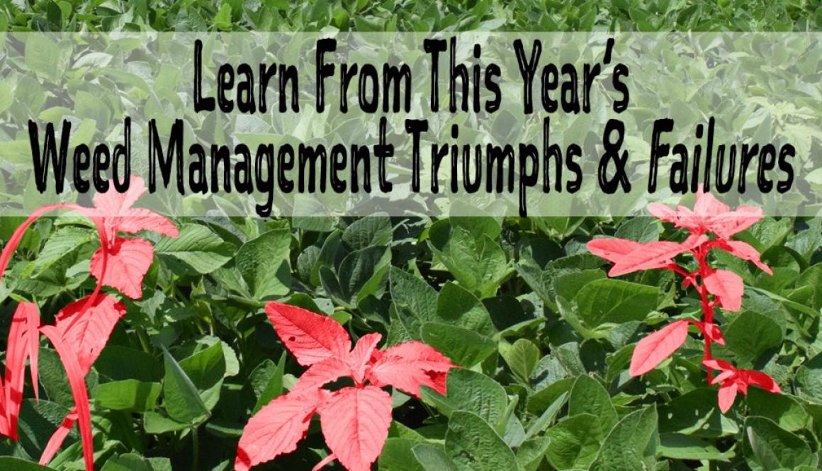 Learn-from-this-year's-weed-management-triumphs-and-failure