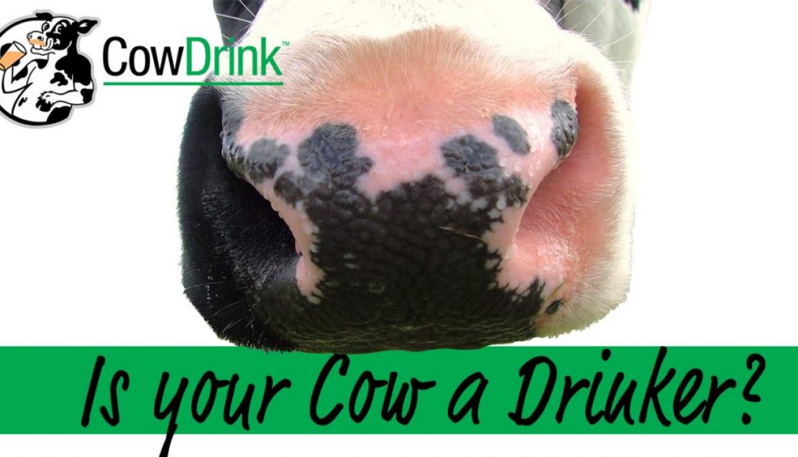 Eldon-C-Stutsman-Inc-Is-Your-Cow-A-Drinker-Cow-Drink-The-Drinkable-Drench