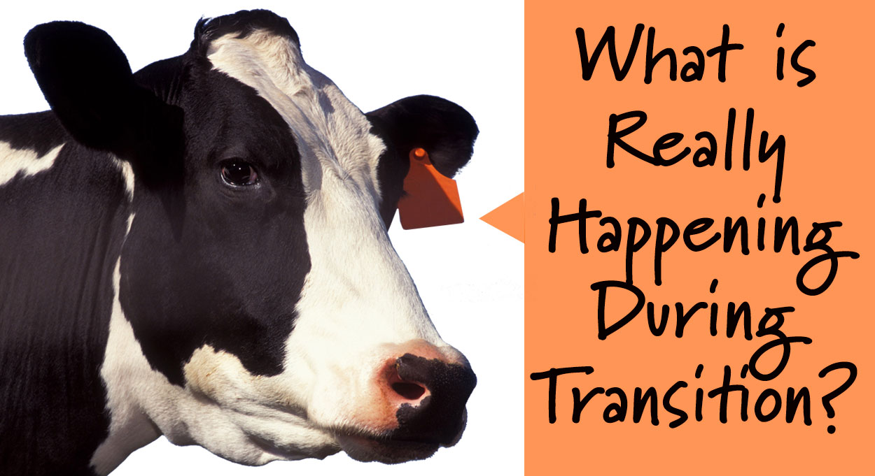 What-Is-Really-Happening-During-Transition-CowDrink