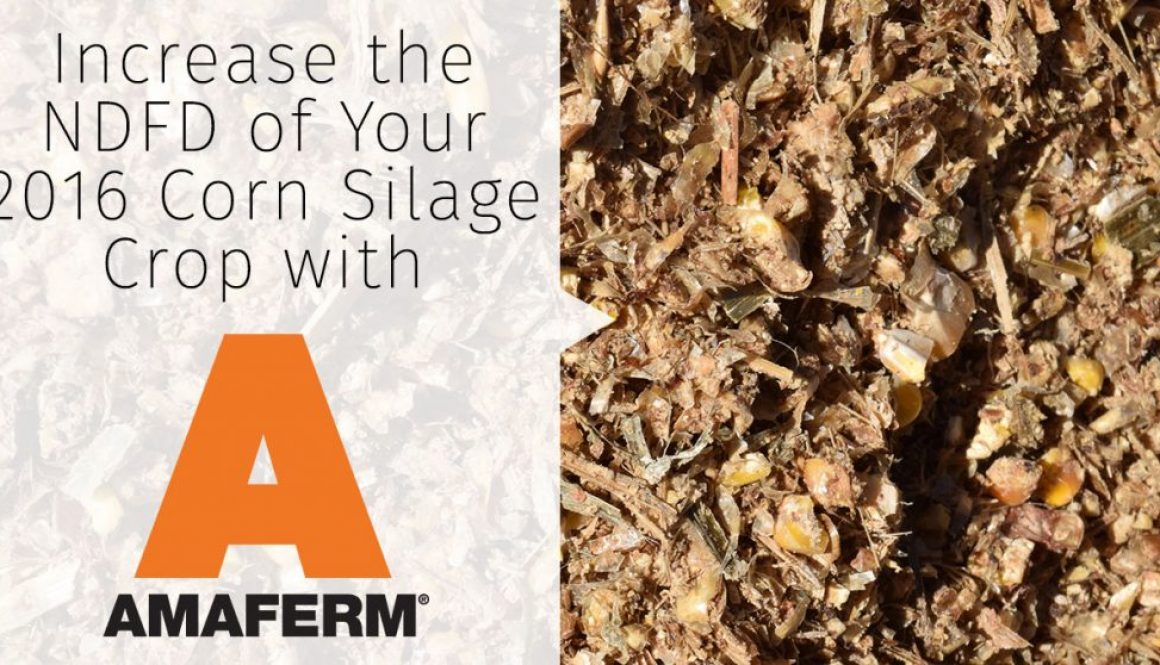 increase-the-ndfd-of-your-2016-corn-silage-crop-with-amaferm