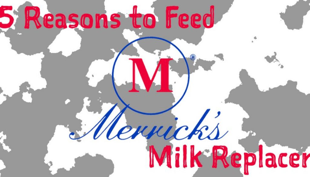 Eldon-C-Stutsman-5-Reasons-to-Feed-Merricks-Milk-Replacer