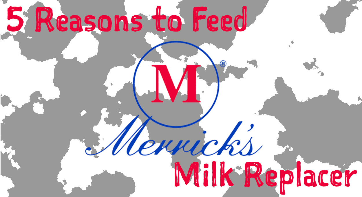 Eldon-C-Stutsman-5-Reasons-to-Feed-Merricks-Milk-Replacer