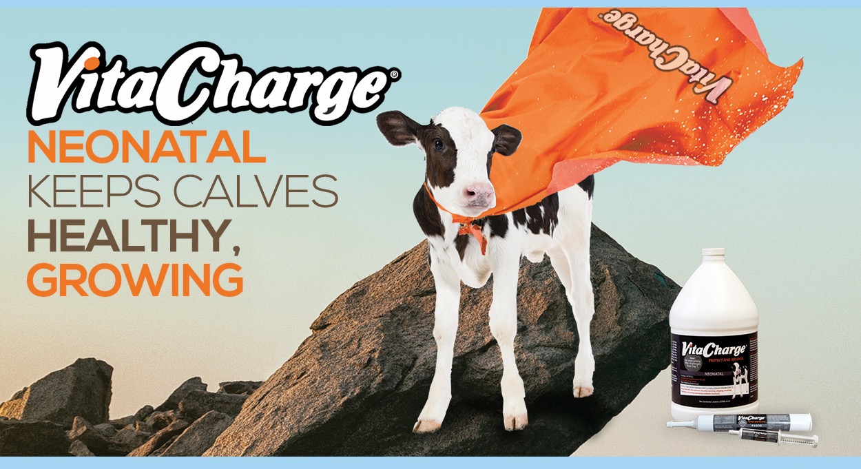 Eldon-C-Stutsman-Inc-VitaCharge-Neonatal-Keeps-Calves-Healthy-Growing