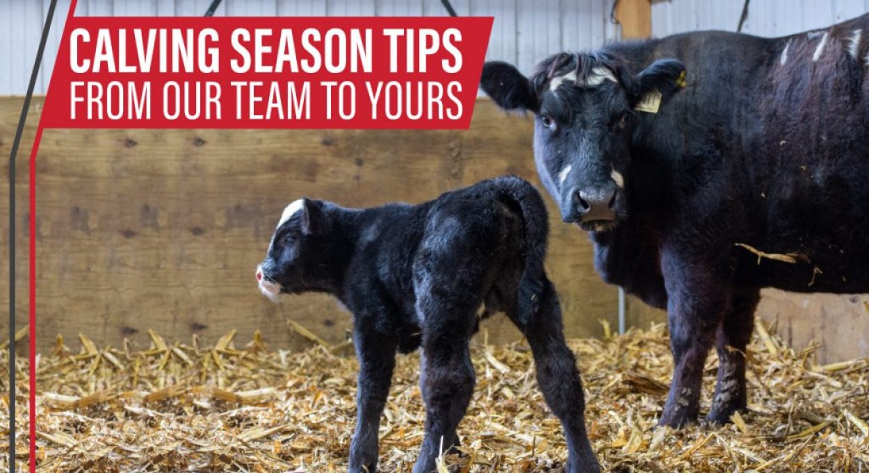 Eldon-C-Stutsman-Inc-Calving-Season-Tips-From-Our-Team-To-Yours-1