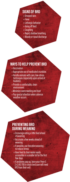 Bovine Respiratory Disease signs and prevention methods.