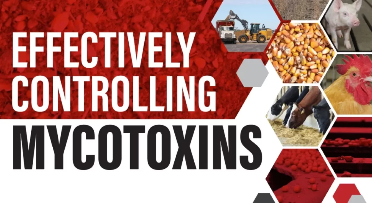 Eldon-C-Stutsman-Inc-Effectively-Controlling-Mycotoxins